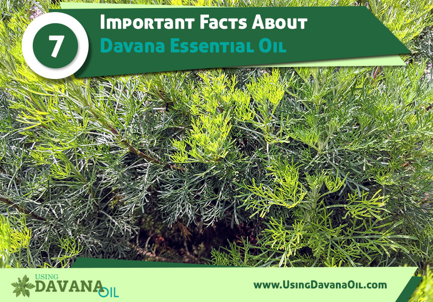  health benefits of davana essential oil